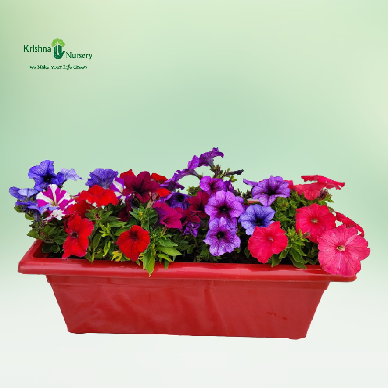 Colorful Petunia Flower Plant Tray - Winter Season Plants -  - colorful-petunia-flower-plant-tray -   