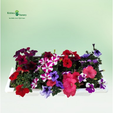 Colorful Petunia Flower Plant Tray - Winter Season Plants -  - colorful-petunia-flower-plant-tray -   