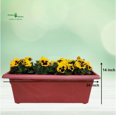 Yellow Pansy Flower Plant Tray - Winter Season Plants -  - yellow-pansy-flower-plant-tray -   