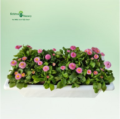 Bellis Pink Flower Plant Tray (Daisy) - Winter Season Plants -  - bellis-pink-flower-plant-tray-daisy -   