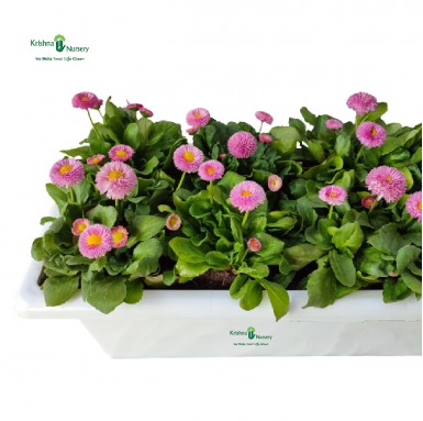 Bellis Pink Flower Plant Tray (Daisy) - Winter Season Plants -  - bellis-pink-flower-plant-tray-daisy -   