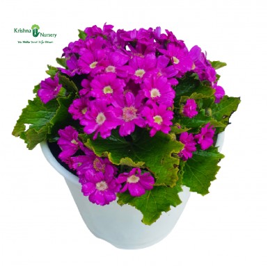 Cineraria  Plant - Pink Flower - Winter Season Plants -  - cineraria-plant-pink-flower -   