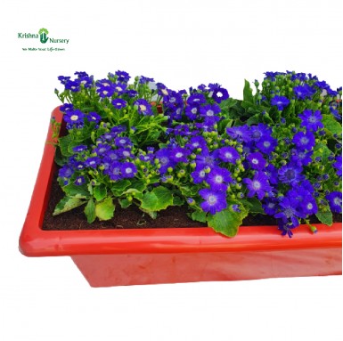 Cineraria  Plant - Blue Flower - Winter Season Plants -  - cineraria-plant-blue-flower -   