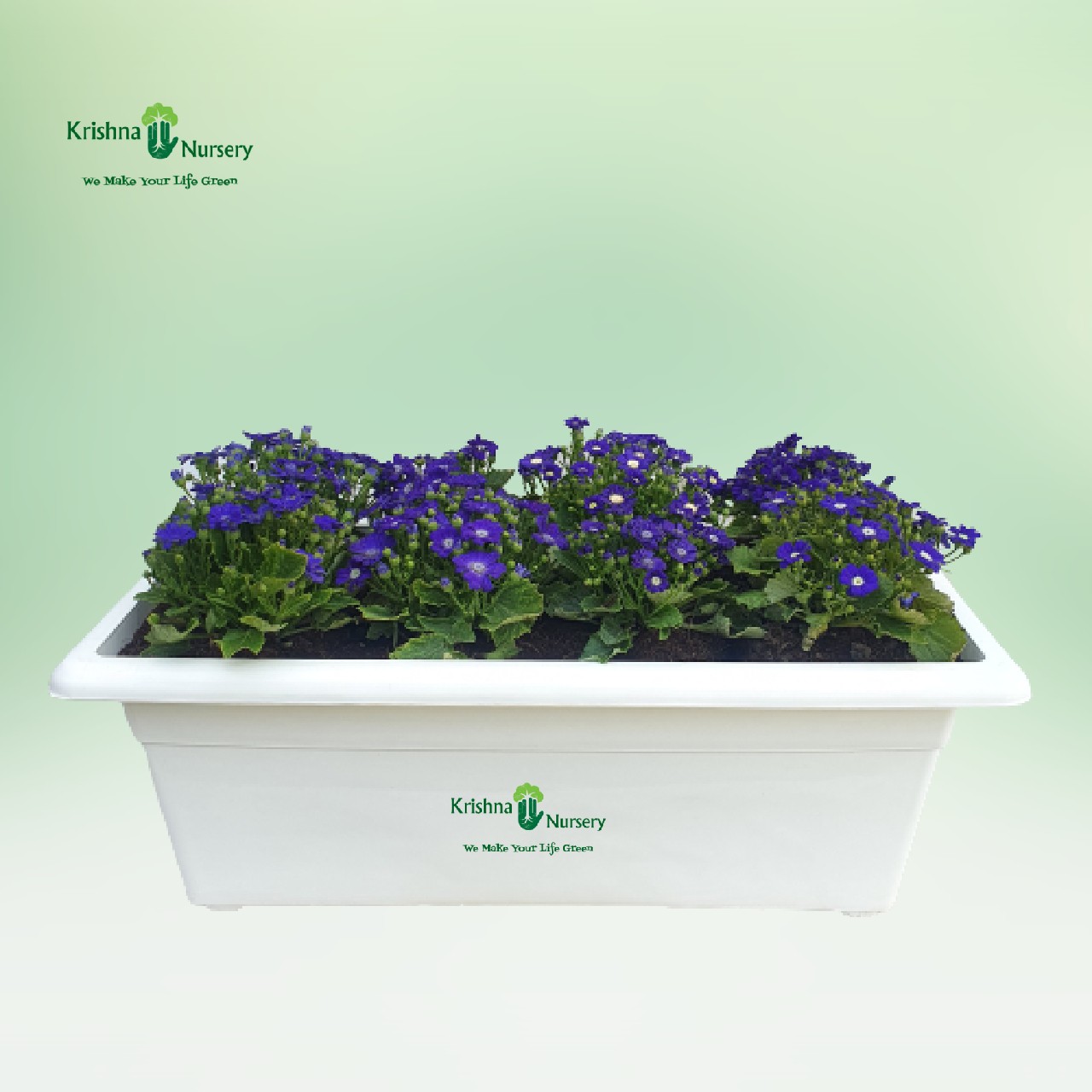 Cineraria  Plant - Blue Flower - Winter Season Plants -  - cineraria-plant-blue-flower -   