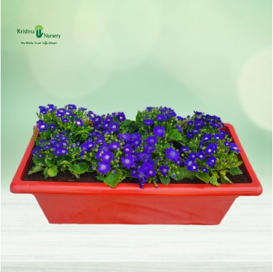 Blue Cineraria Flower Plant Tray - Winter Season Plants -  - blue-cineraria-flower-plant-tray -   
