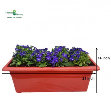 Blue Cineraria Flower Plant Tray - Winter Season Plants -  - blue-cineraria-flower-plant-tray -   