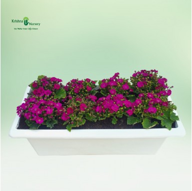Pink Cineraria Flower Plant Tray - Winter Season Plants -  - pink-cineraria-flower-plant-tray -   