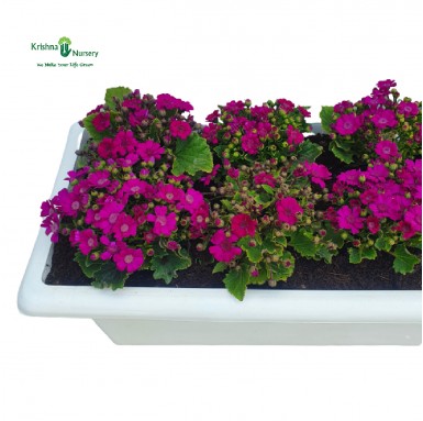 Pink Cineraria Flower Plant Tray - Winter Season Plants -  - pink-cineraria-flower-plant-tray -   