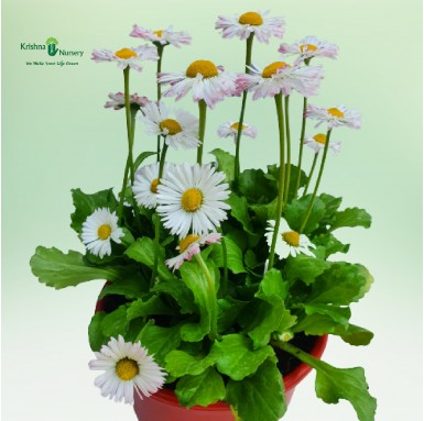 Bellis Plant - White Flower (Daisy) - Winter Season Plants -  - bellis-plant-white-flower-daisy -   