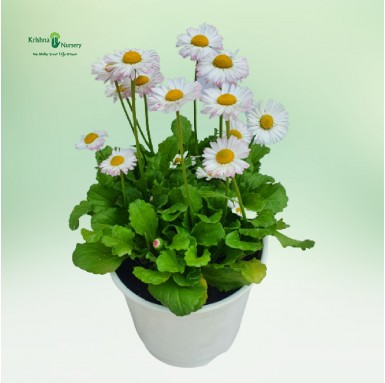 Bellis Plant - White Flower (Daisy) - Winter Season Plants -  - bellis-plant-white-flower-daisy -   