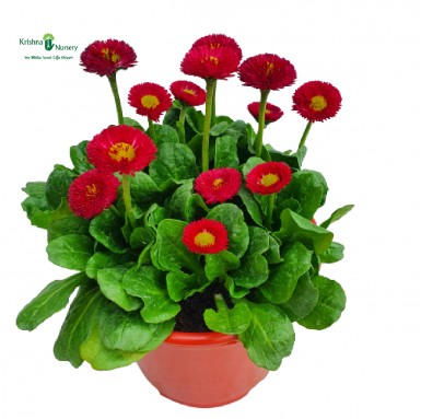 Bellis Plant - Red Flower (Daisy) - Winter Season Plants -  - bellis-plant-red-flower-daisy -   