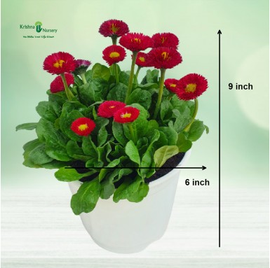 Bellis Plant - Red Flower (Daisy) - Winter Season Plants -  - bellis-plant-red-flower-daisy -   