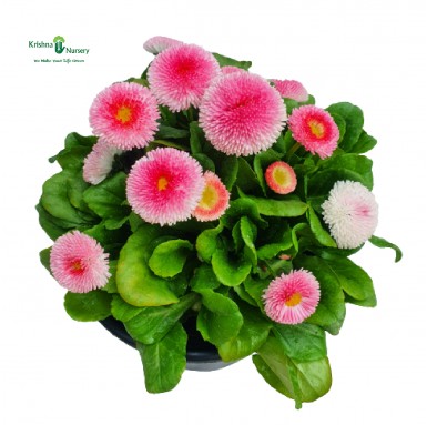Bellis Plant - Pink Flower (Daisy) - Winter Season Plants -  - bellis-plant-pink-flower-daisy -   