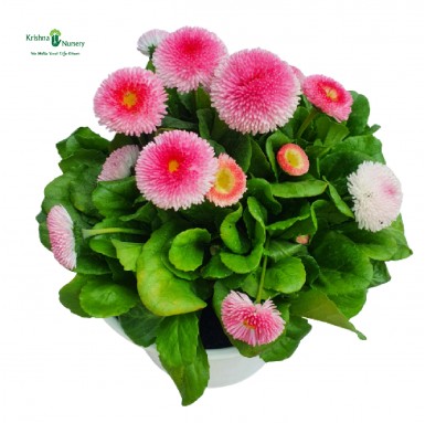 Bellis Plant - Pink Flower (Daisy) - Winter Season Plants -  - bellis-plant-pink-flower-daisy -   