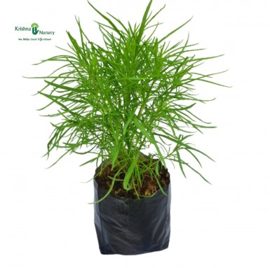 Kochia Plant - Summer Season Plants -  - kochia-plant -   