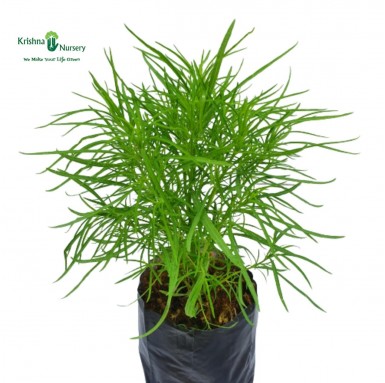 Kochia Plant - Summer Season Plants -  - kochia-plant -   
