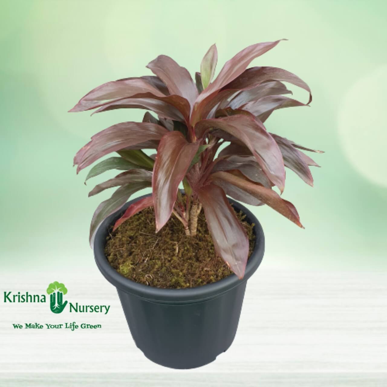 Dracaena Rosea Plant - 10 Inch - Black Pot
