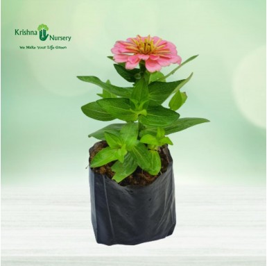 Zinnia Flower Plant - Pink - Summer Season Plants -  - zinnia-flower-plant-pink -   