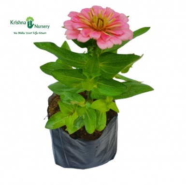 Zinnia Flower Plant - Pink - Summer Season Plants -  - zinnia-flower-plant-pink -   