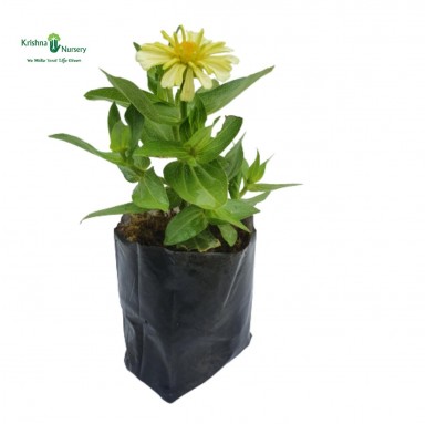 Zinnia Flower Plant - Yellow - Summer Season Plants -  - zinnia-flower-plant-yellow -   