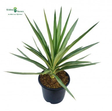 Silver Yucca Plant - Outdoor Plants -  - silver-yucca-plant -   