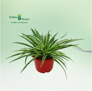 Spider Plant (Chlorophytum) - Outdoor Plants -  - spider-plant-chlorophytum -   