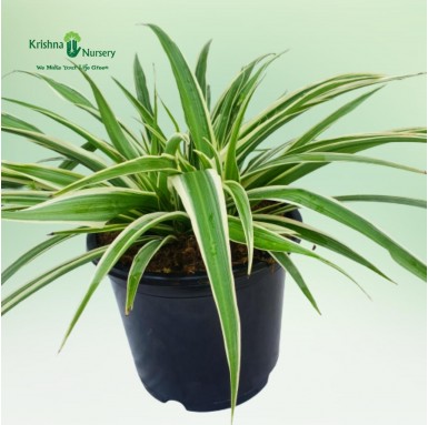 Spider Plant (Chlorophytum) - Outdoor Plants -  - spider-plant-chlorophytum -   