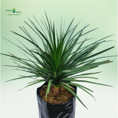 Dracaena Draco Plant - Indoor Plants - Dracaena Draco Plant | Dragon Tree | Drago Plant - Krishna Nursery - dracaena-draco-plant