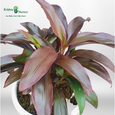 Dracaena Rosea Plant - Indoor Plants -  - dracaena-rosea-plant -   
