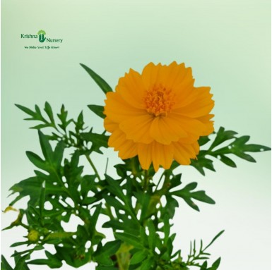 Cosmos Flower Plant - Summer Season Plants -  - cosmos-flower-plant -   