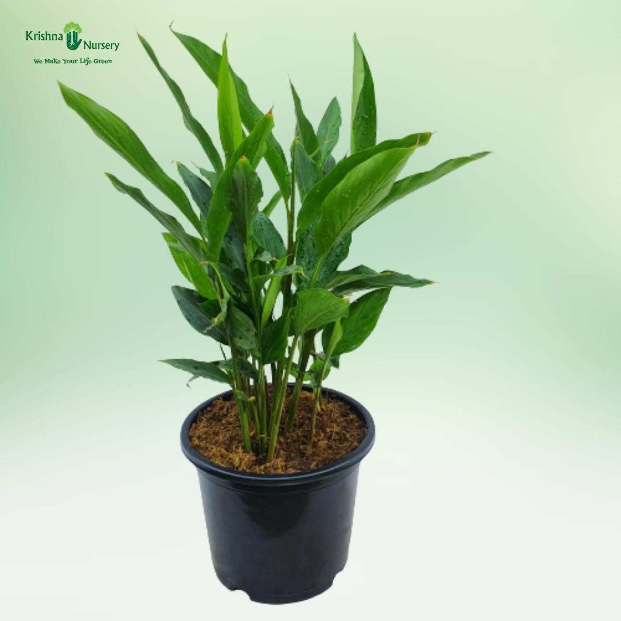 cardamom plant (elaichi)