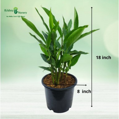 Cardamom Plant (Elaichi) - Indoor Plants -  - cardamom-plant-elaichi -   