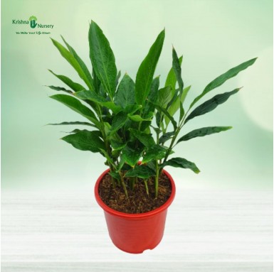 Cardamom Plant (Elaichi) - Indoor Plants -  - cardamom-plant-elaichi -   