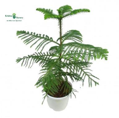 Araucaria Plant - Indoor Plants -  - araucaria-plant -   