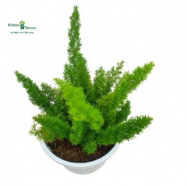 Foxtail Fern Plant - Asparagus Meyeri - Hanging Plants -  - foxtail-fern-plant-asparagus-meyeri -   