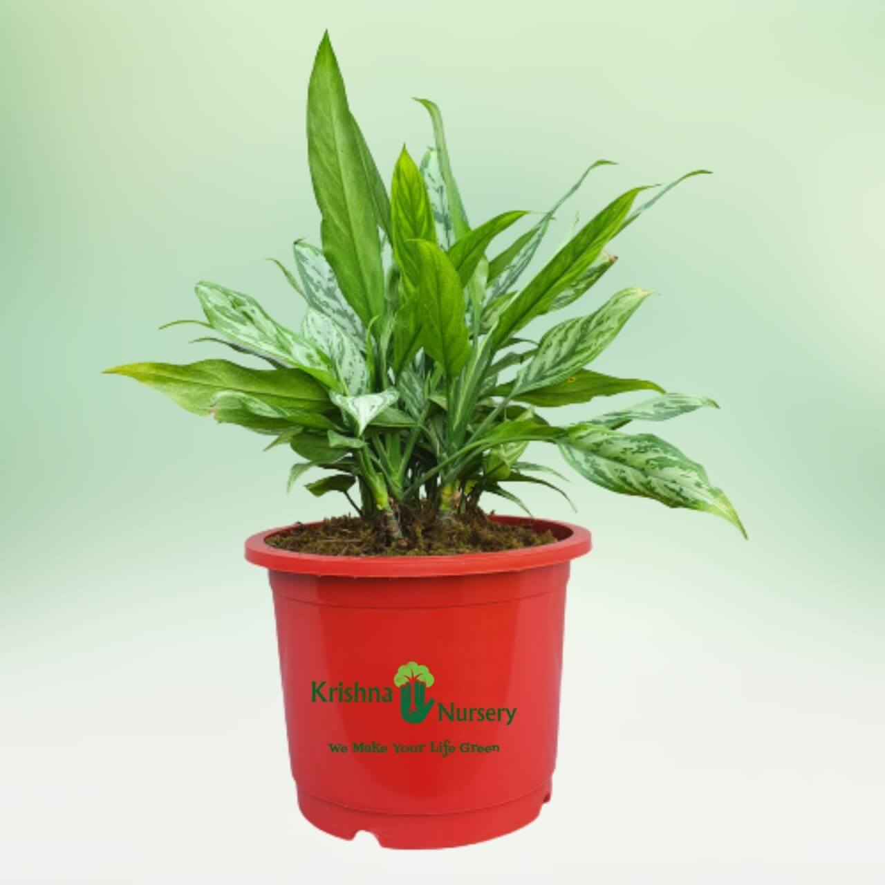 Aglaonema Plant - 10 Inch - Red Pot