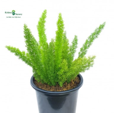 Foxtail Fern Plant - Asparagus Meyeri - Hanging Plants -  - foxtail-fern-plant-asparagus-meyeri -   