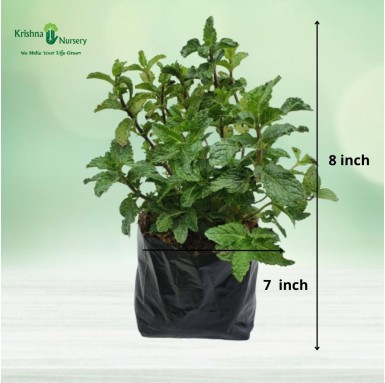 Mint Plant (Pudina) - Outdoor Plants -  - mint-plant-pudina -   