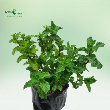 Mint Plant (Pudina) - Outdoor Plants -  - mint-plant-pudina -   