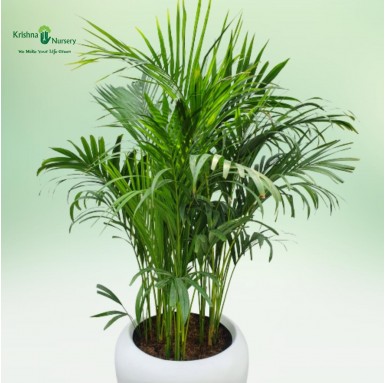 Areca Palm with Fiber Pot - Indoor Plants -  - areca-palm-with-fiber-pot -   