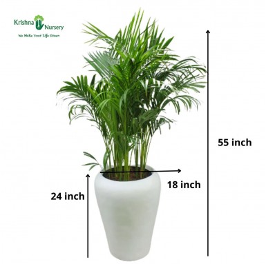 Areca Palm with Fiber Pot - Indoor Plants -  - areca-palm-with-fiber-pot -   