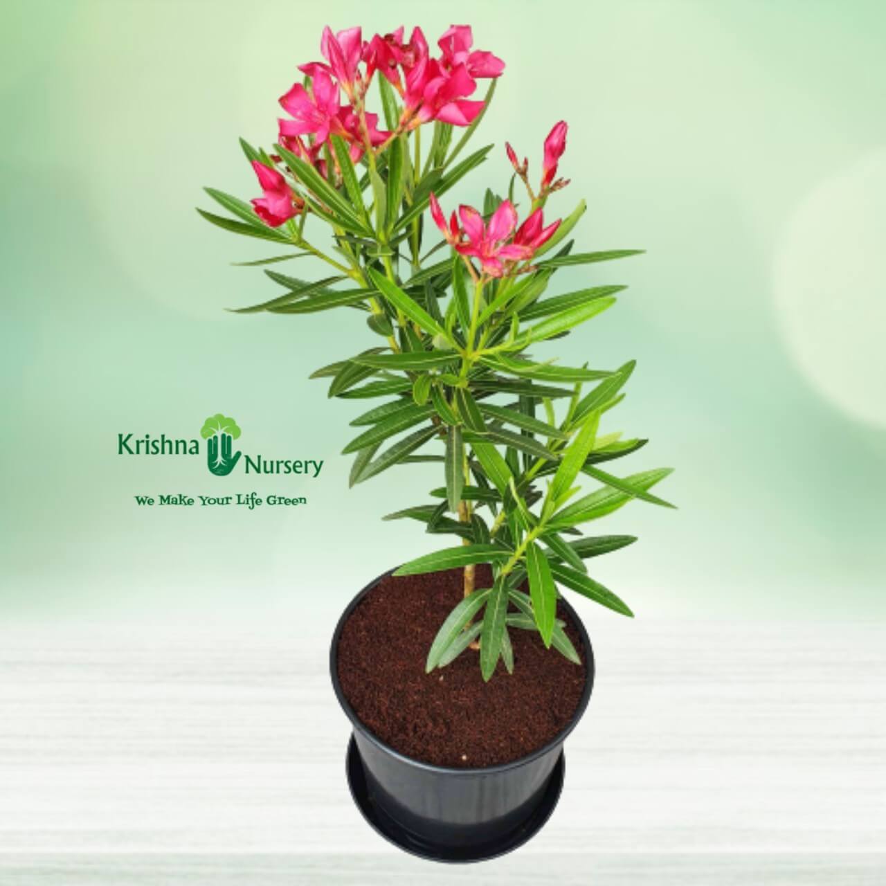 Kaner Dwarf Plant - Outdoor Plants -  - kaner-dwarf-plant -   