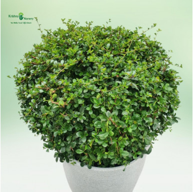 Malpighia Plant with Designer Pot - Carmona Plant - Premium Products -  - malpighia-plant-with-designer-pot-carmona-plant -   