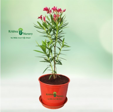 Kaner Dwarf Plant - 6 Inch - Red Pot