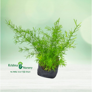 Asparagus Sprengeri Plant - Dialy Deals - Daily Deals -  - asparagus-sprengeri-plant-dialy-deals -   