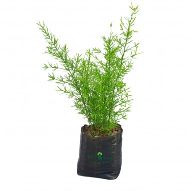 Asparagus Sprengeri Plant - Dialy Deals - Daily Deals -  - asparagus-sprengeri-plant-dialy-deals -   