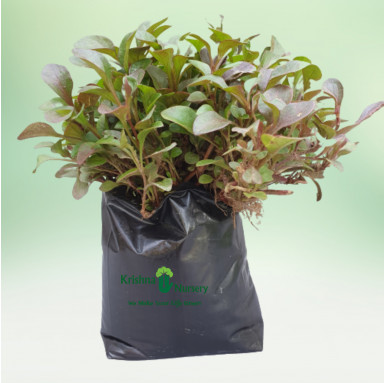 Red Alternanthera Plant - Daily Deals - Daily Deals -  - red-alternanthera-plant-daily-deals -   
