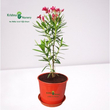 Kaner Dwarf Plant - 6 Inch - Red Pot