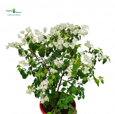 Bougainvillea White Flower Plant - Flower Plants -  - bougainvillea-white-flower-plant -   