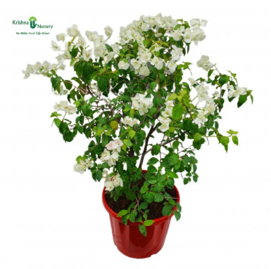 Bougainvillea White Flower Plant - Flower Plants -  - bougainvillea-white-flower-plant -   